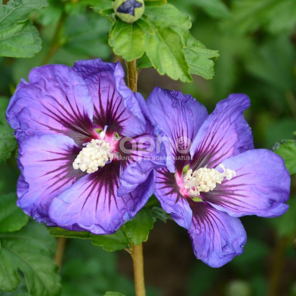 Hibiscus syriacus 'Ultramarine II Minsybleu9'